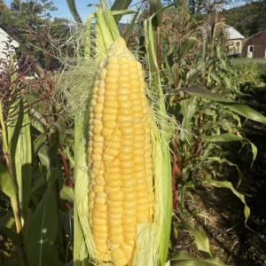 Candy Mountain Sweet Corn