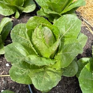 Brown Goldring Lettuce