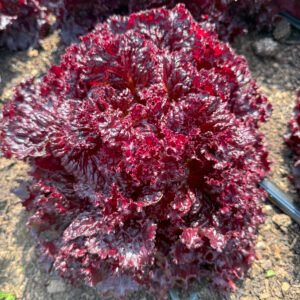 Merlot Lettuce
