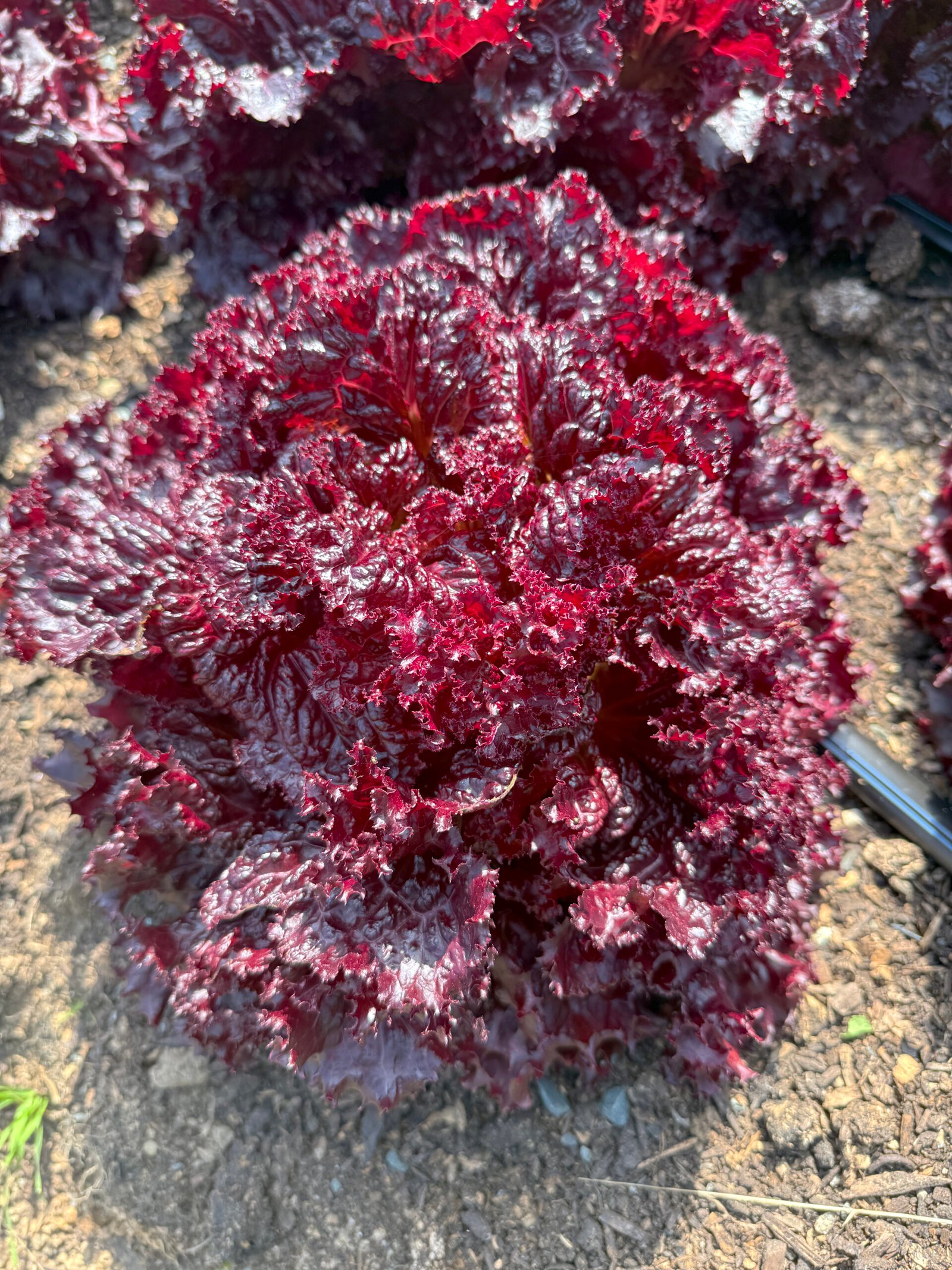 Merlot Lettuce