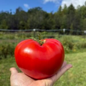 Maria Amazilitei’s Giant Red Tomato
