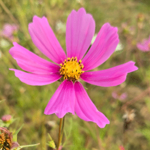 Sensation Blend Cosmos