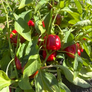 Pick-Me-Quick Pepper