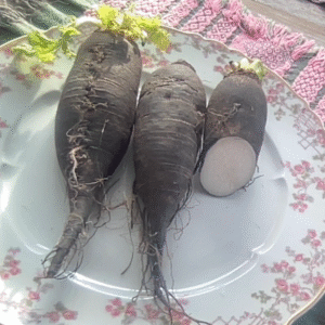 Noir de Pardailhan Turnip