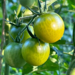 Green Egg Yolk Tomato