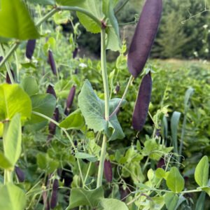 Josh Toombs Purple Podded Pea