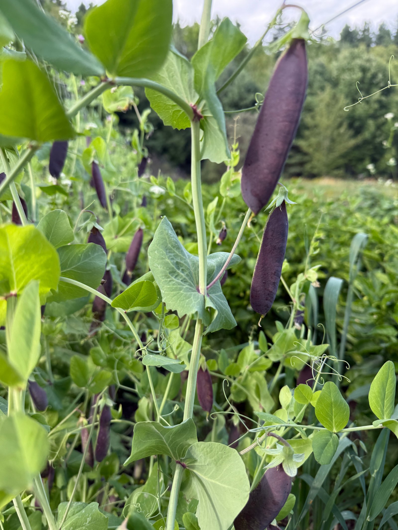 Josh Toombs Purple Podded Pea