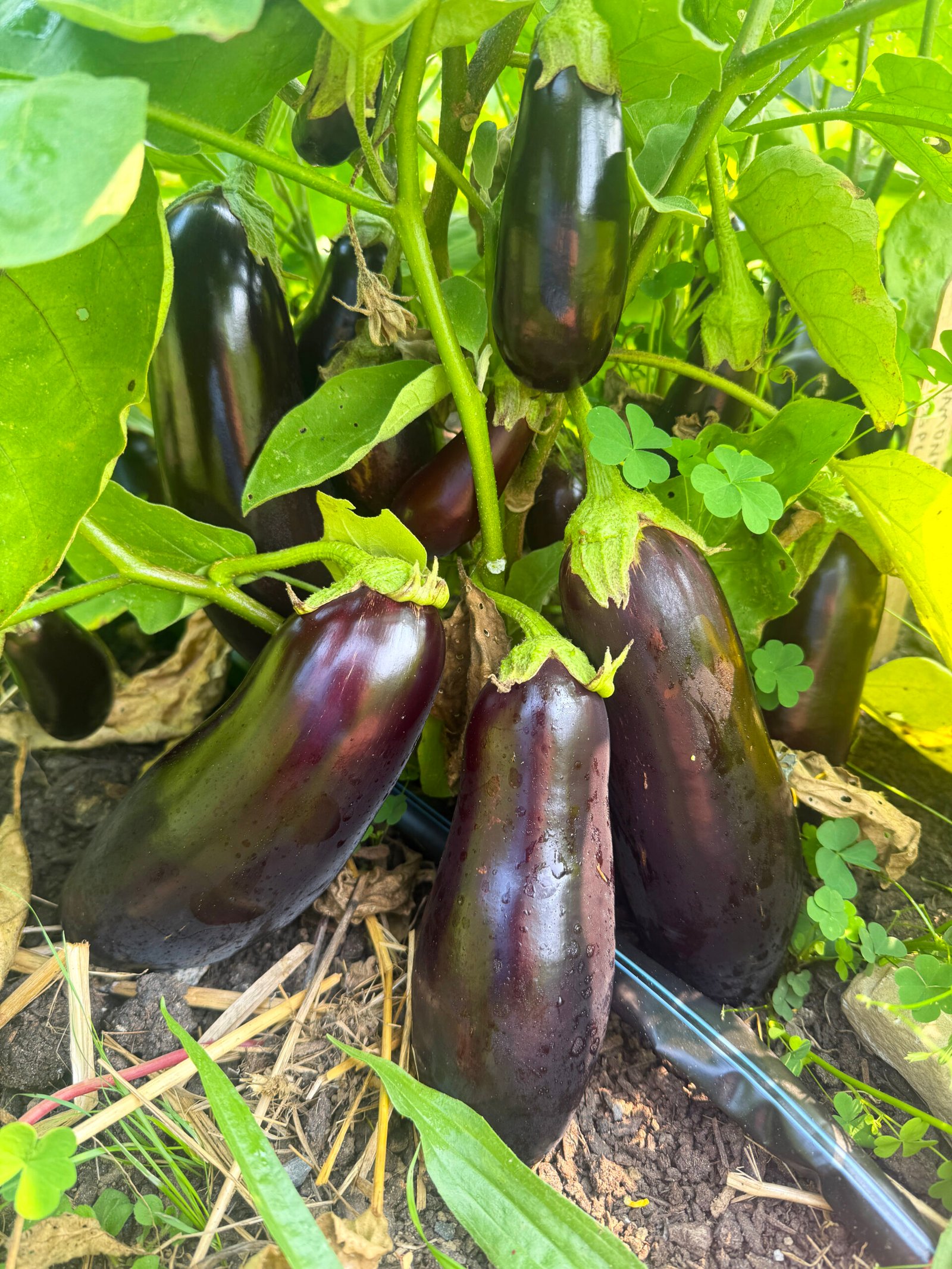 Diamond Eggplant