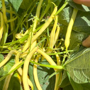 Keygold Bush Bean