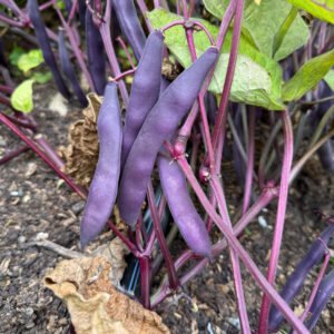 Purpait Bush Romano Bean