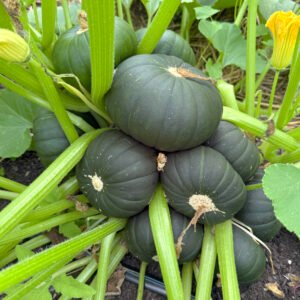 Zapallo del tronco Squash