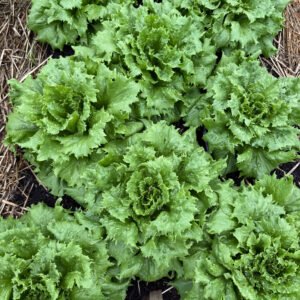 Reine des glaces Lettuce