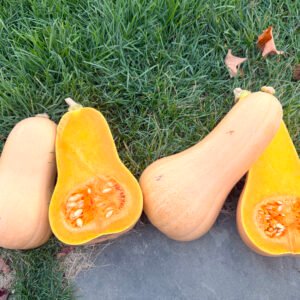 Burpee’s Butterbush Squash