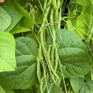 Blue Lake S-7 Pole Bean
