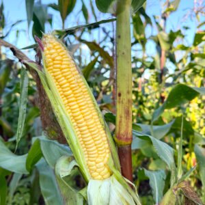 Candy Mountain Sweet Corn