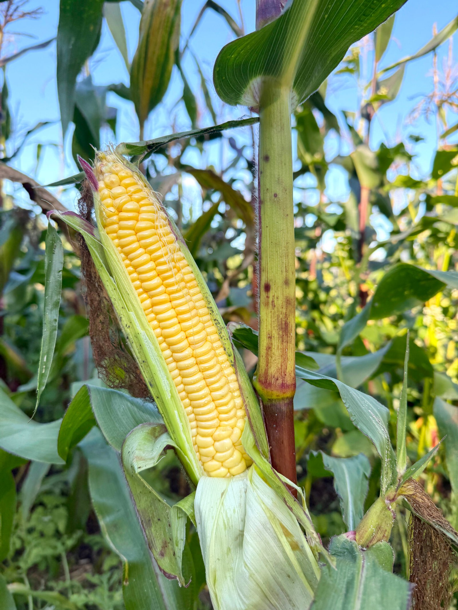 Candy Mountain Sweet Corn