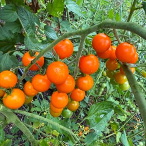 Sungold Select Tomato