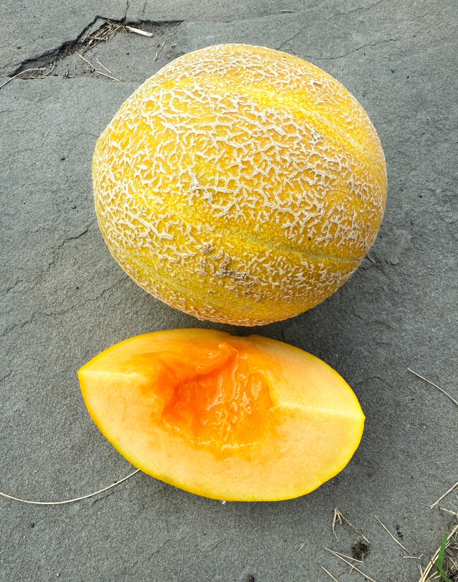 Sweet Granite Melon